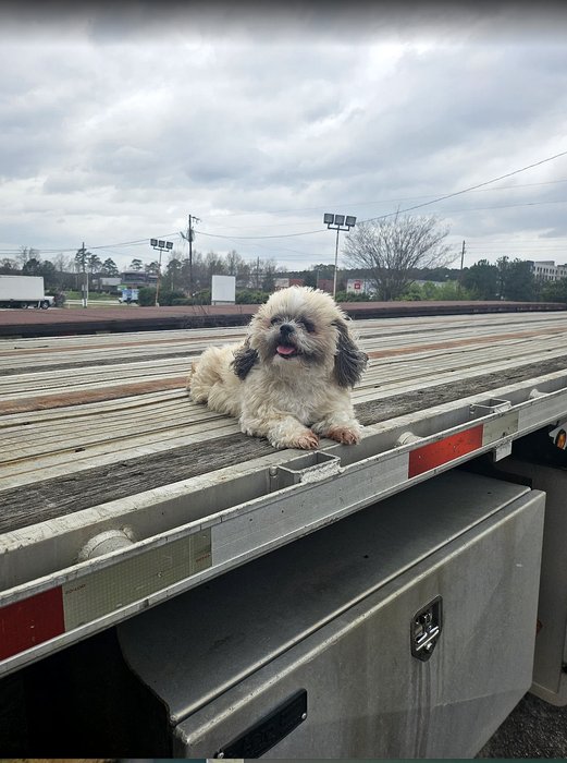 The boss riding shotgun on the rebar trailer between hauls